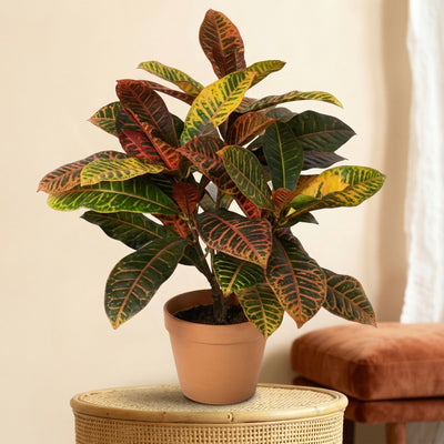 Kunstplant Croton | 40cm
