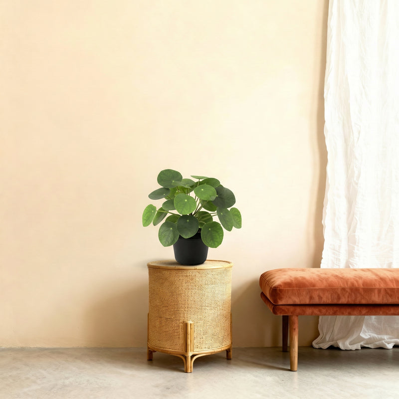 





Artificial Pilea Peperomioides Plant - Afbeelding 7
