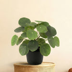 





Artificial Pilea Peperomioides Plant - Premium kunstplant van Florafy
 thumbnail