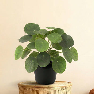 Kunstplant Pilea Peperomioides | 17cm