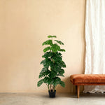 





Sztuczna Roślina Monstera Monkey Leaf 125cm - Afbeelding 6
 thumbnail