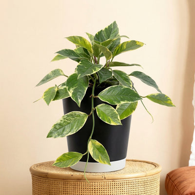 Kunstplant Hoya Variegata | 23cm