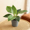 Kunstplant Philodendron Birkin | 20cm