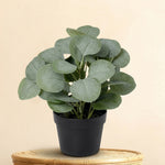 





Kunstpflanze Eucalyptus | 21cm - Premium kunstplant van Florafy
 thumbnail