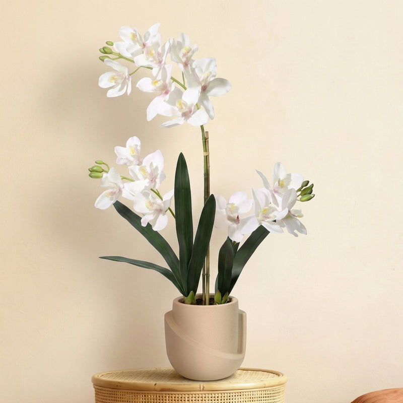 





Orchideen-Duo mit weißem Ziertopf - Afbeelding 6
