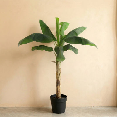 Kunstplant Bananenplant | 180cm