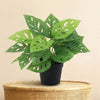 Kunstplant Monstera Monkey Leaf | 22cm