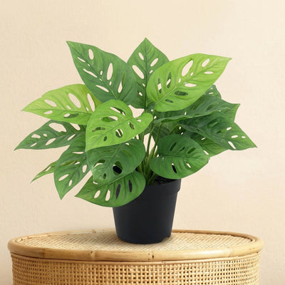Kunstplant Monstera Monkey Leaf | 22cm