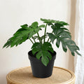 Sztuczna roślina Philodendron Xanadu | 20cm
