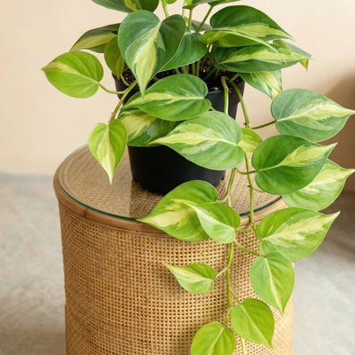 Plante artificielle Epipremnum Variegata | 37cm