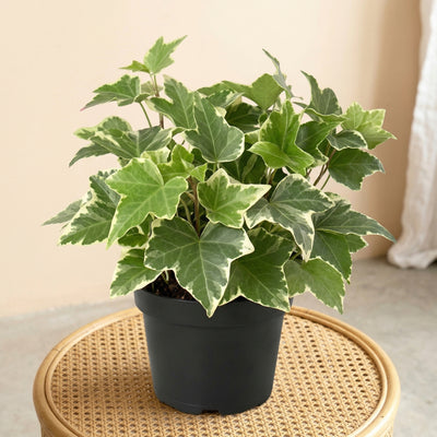 Kunstplant Witte Klimop | 19cm