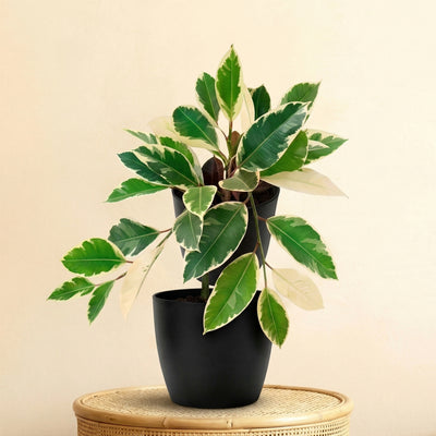 Sztuczna roślina Hoya Variegata | 25cm