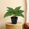Kunstplant Philodendron Imperial Green | 25cm