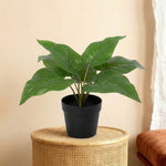 





Kunstpflanze Philodendron Imperial Green - Premium kunstplant van Florafy
 thumbnail