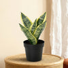 Kunstplant Sansevieria | 21cm