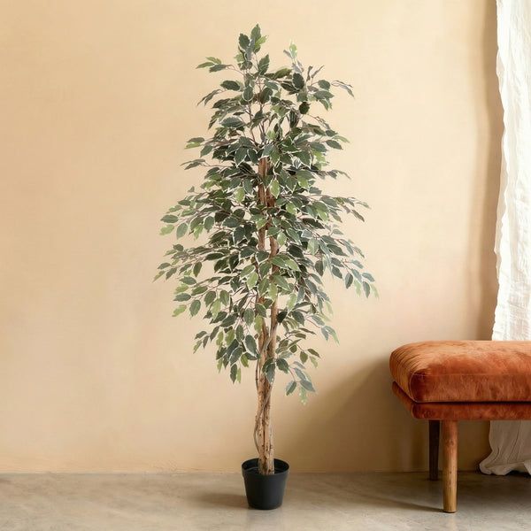 Kunstplant Ficus Benjamina Variegata | 160cm — primer plano de tronco real