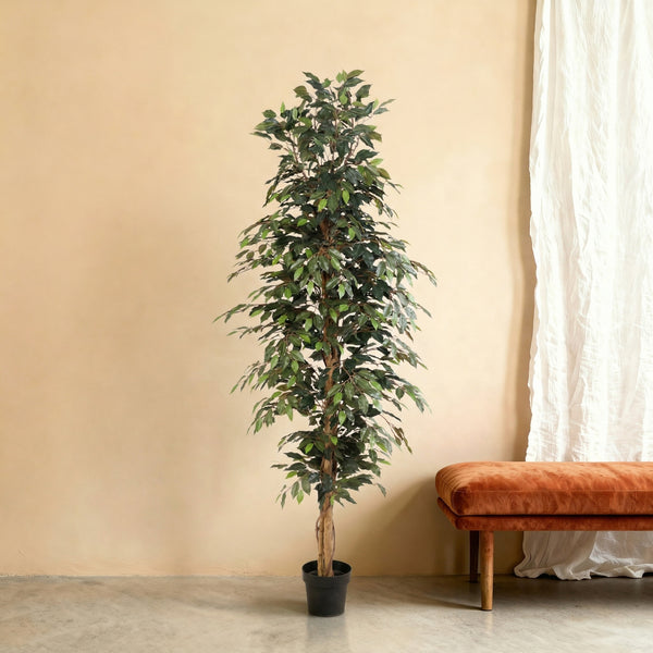 Kunstplant Ficus Benjamina | 205cm — close-up echte stam
