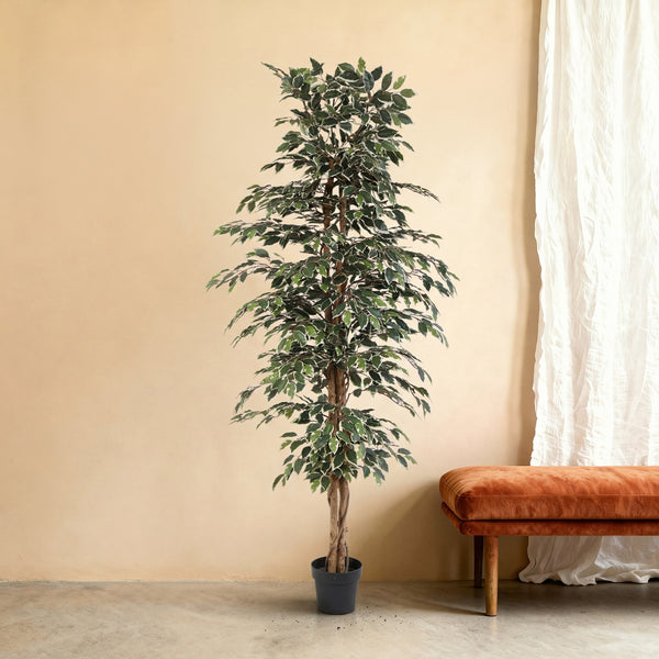 Kunstplant Ficus Benjamina Variegata | 205cm — primo piano tronco di legno vero