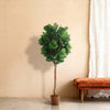 Ficus lyrata tree - 180cm
