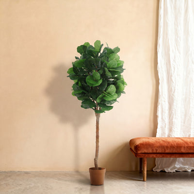 Ficus lyrata tree - 180cm