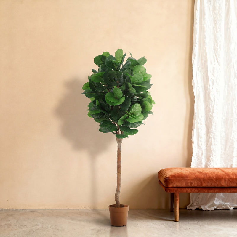 





Kunstplant Ficus Lyrata | 180cm - Premium kunstplant van Florafy
