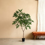 





Planta Artificial Ficus Benjamina | 240cm - Afbeelding 5
 thumbnail