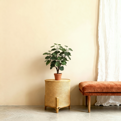 Plante Artificielle Aralia | 53cm